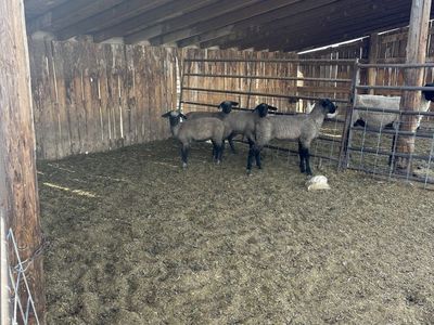 Sheep