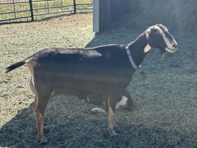 Lamancha doe