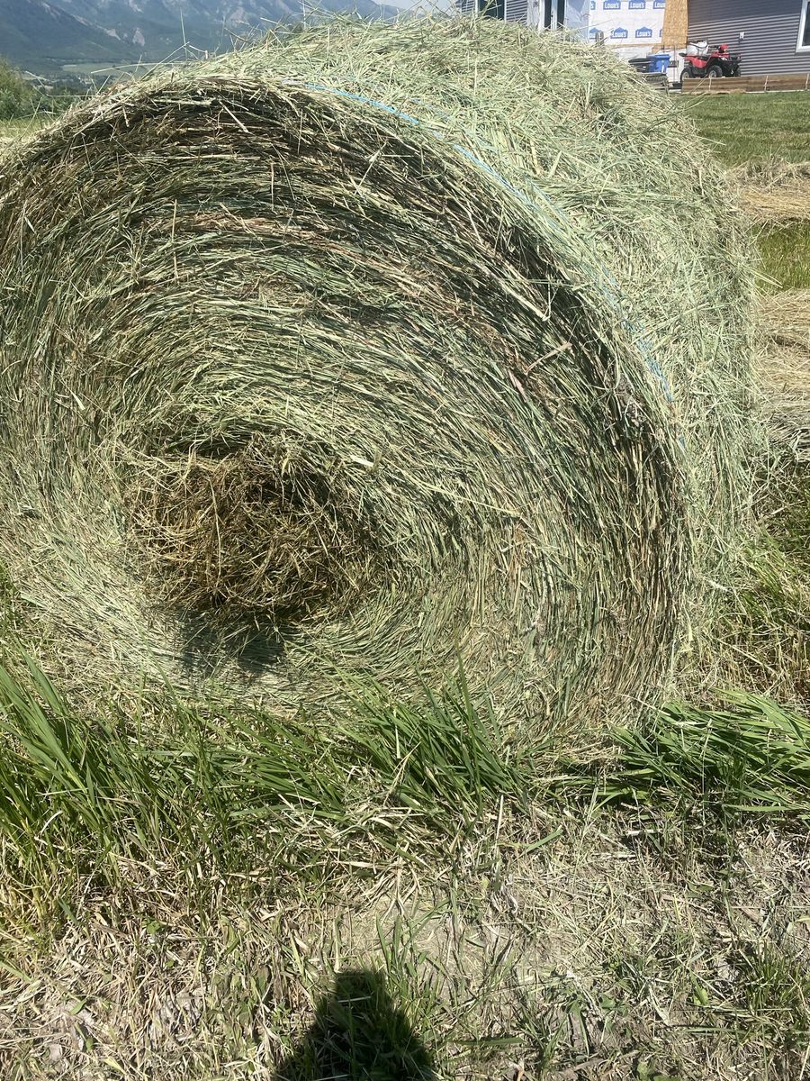 Quality Round Grass Hay Bales - 4x5 Size, Excellent Condition