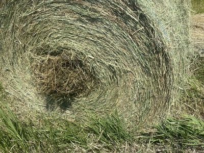 Quality Round Grass Hay Bales - 4x5 Size, Excellent Condition