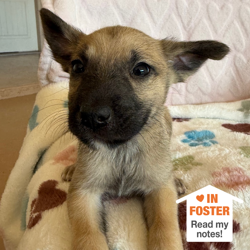 Hello my name is Dig Dug