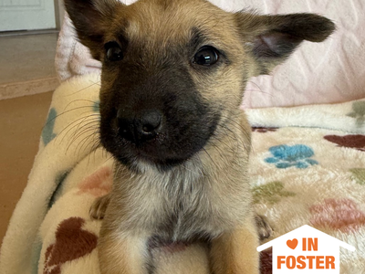 Hello my name is Dig Dug