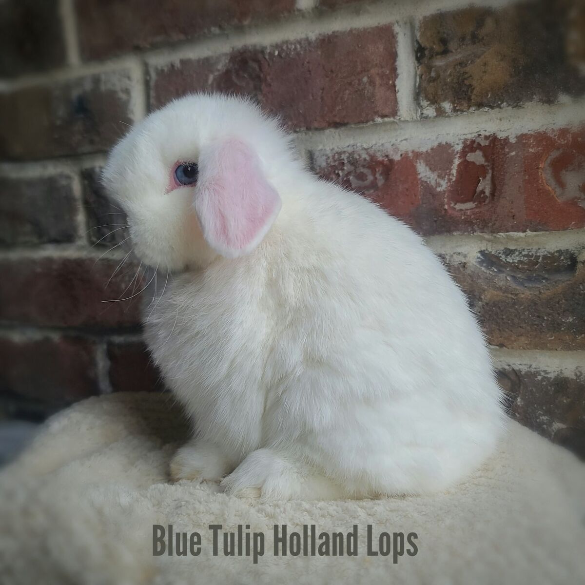 Blue Eyed White Holland Lop