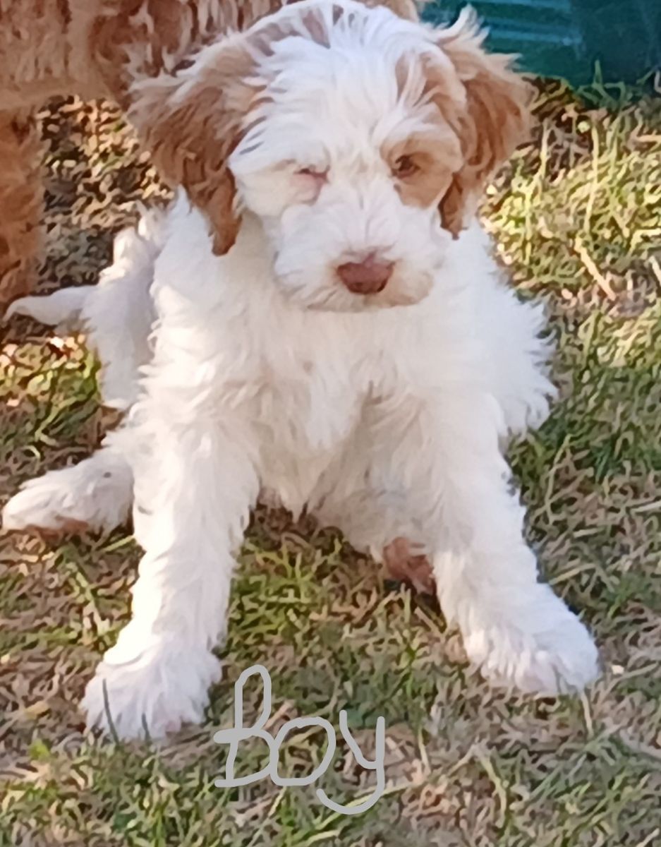 Cavapoo Male