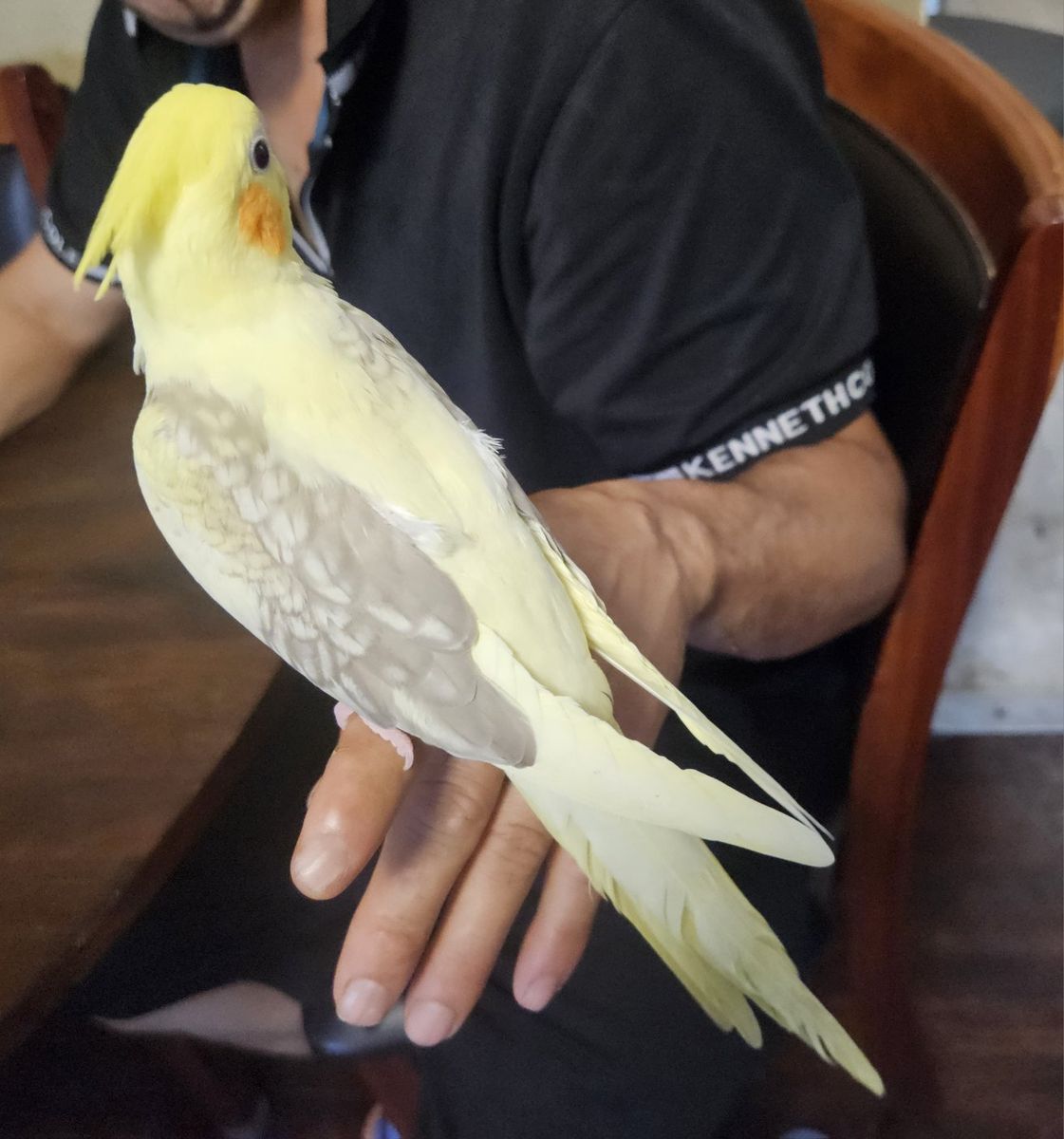 Tame Baby Pied Lutino Cockatiel