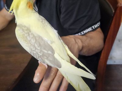 Tame Baby Pied Lutino Cockatiel