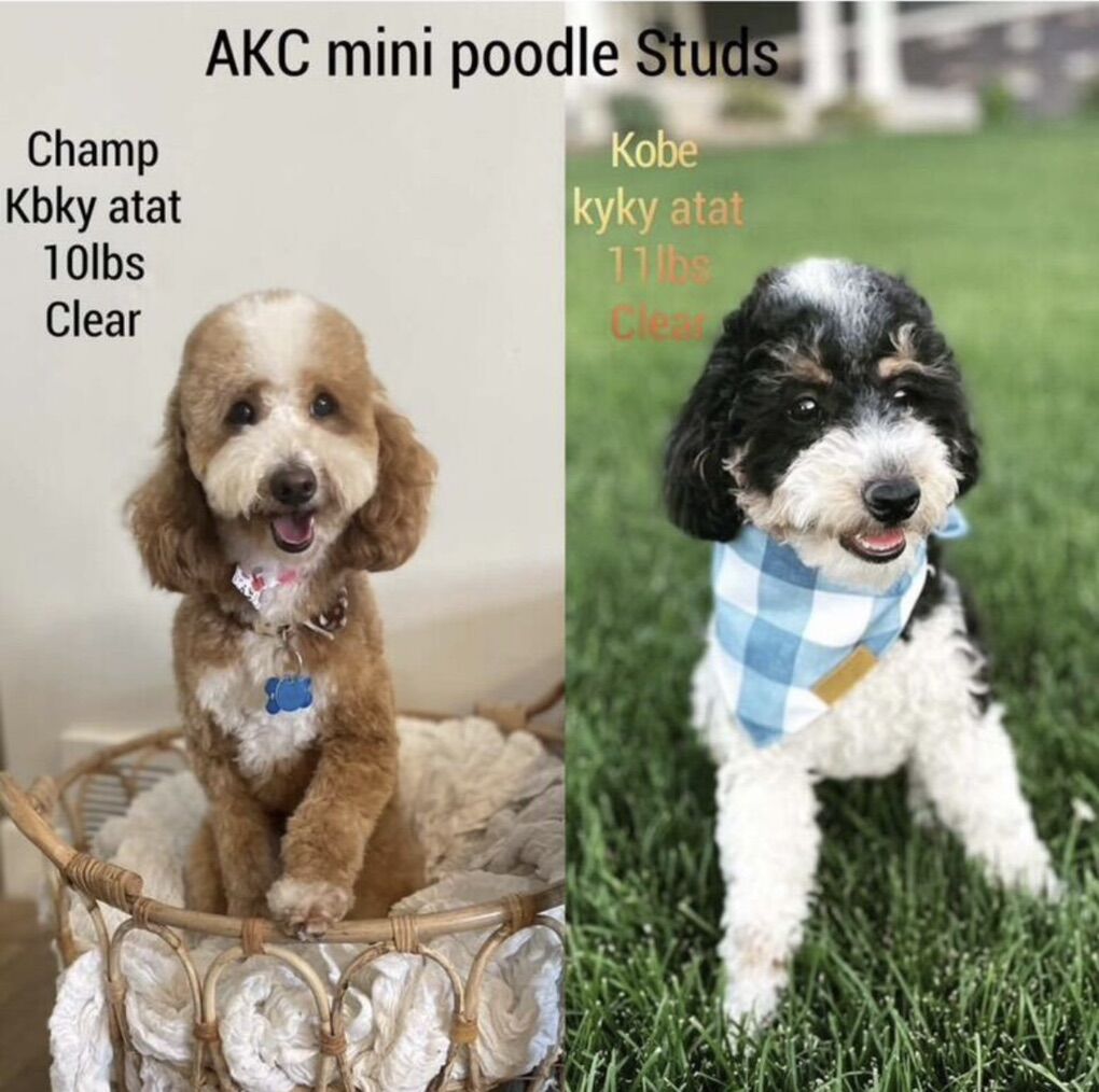 2 AKC Mini Poodle Studs, Tri, Phantom, proven