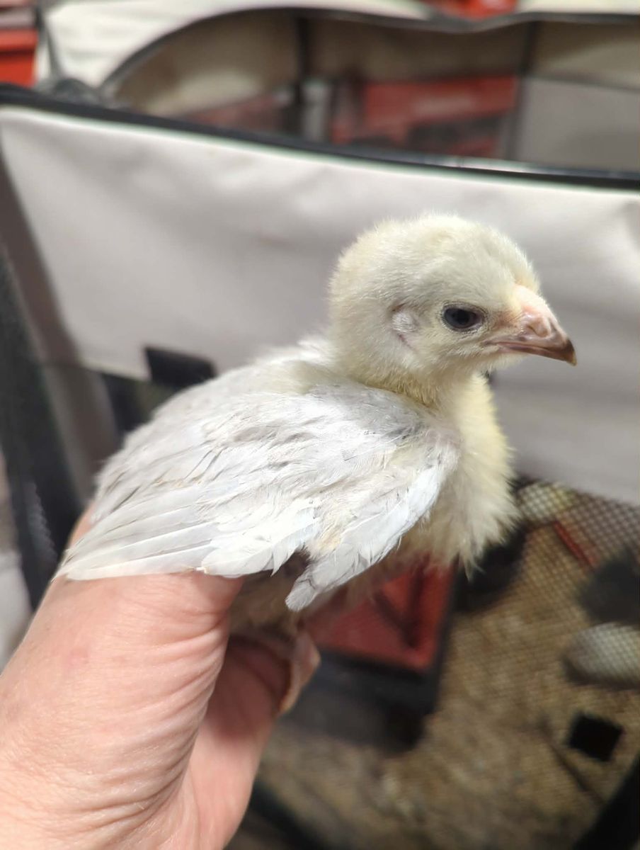 Lavender Wyandotte Pullets