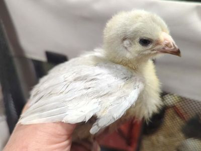 Lavender Wyandotte Pullets