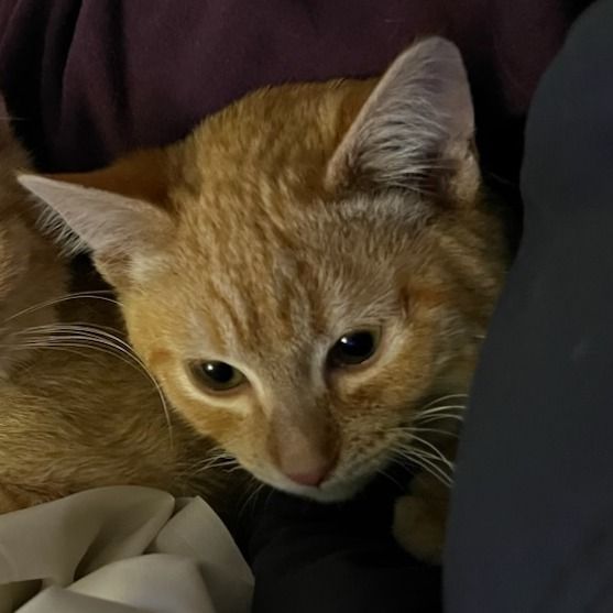 Hello my name is Copper