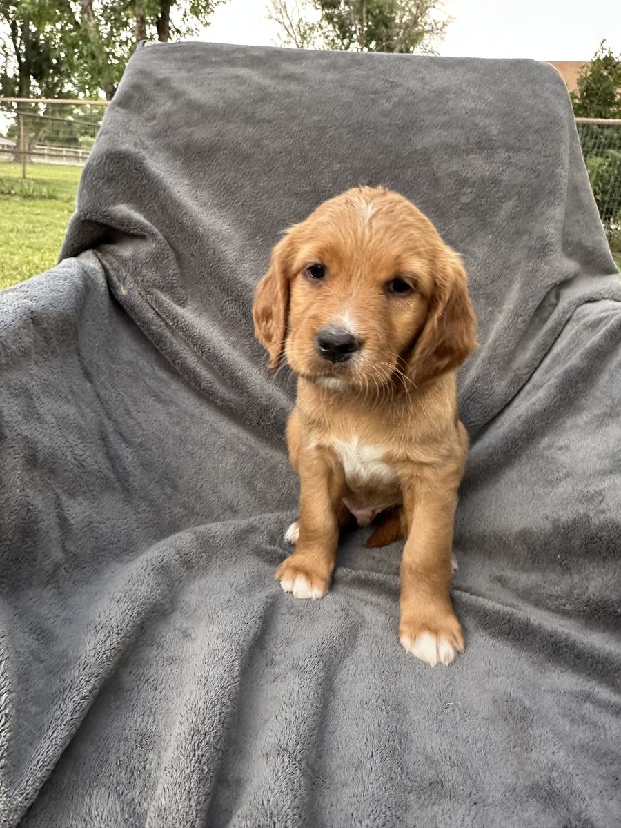 English Setter x Golden Retriever Puppies-Out of Proven Hunting Parents-Utah Valley Delivery Aug 23