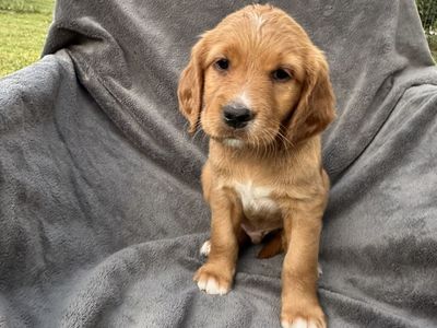 English Setter x Golden Retriever Puppies-Out of Proven Hunting Parents-Utah Valley Delivery Aug 23