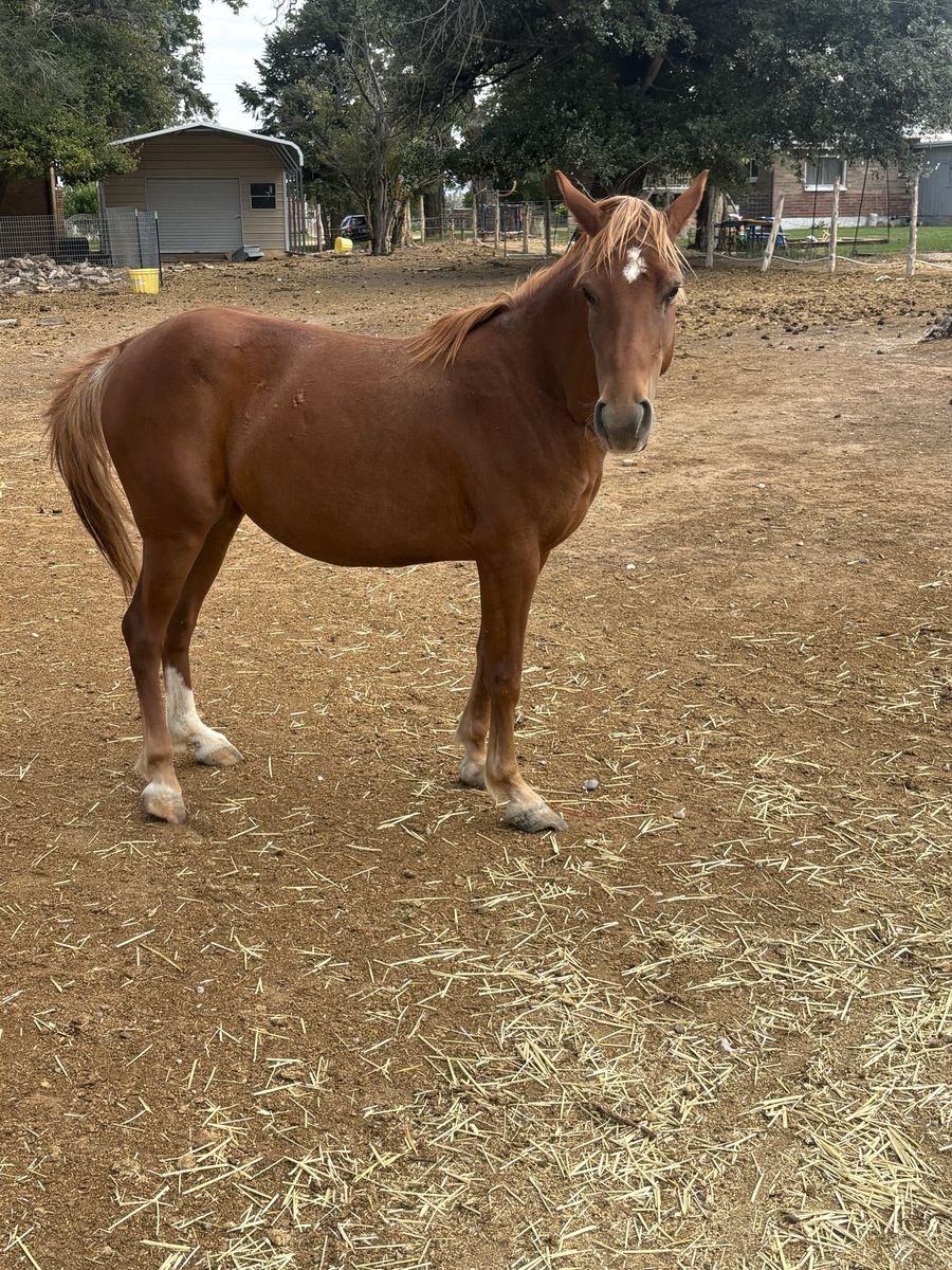3 year old grade mare