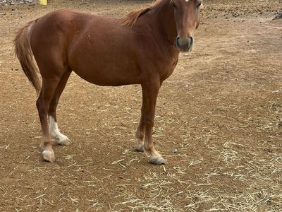 3 year old grade mare