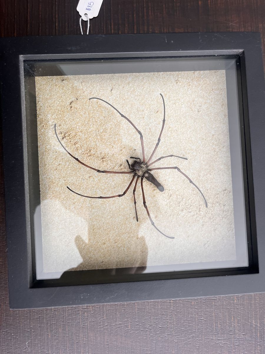 Framed Real Spider Taxidermy Display Insect Specimen Shadow Box Art Decor