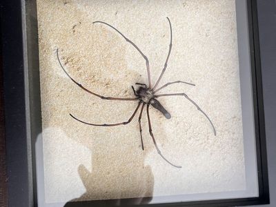 Framed Real Spider Taxidermy Display Insect Specimen Shadow Box Art Decor