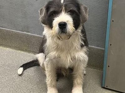 Hello my name is Zoboomafoo