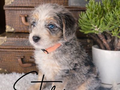 Merle F1 Mini Bernedoodle