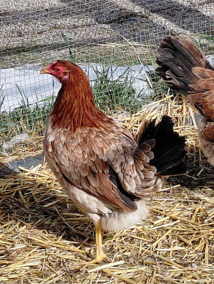 A159806 Goldie is Available for Adoption!