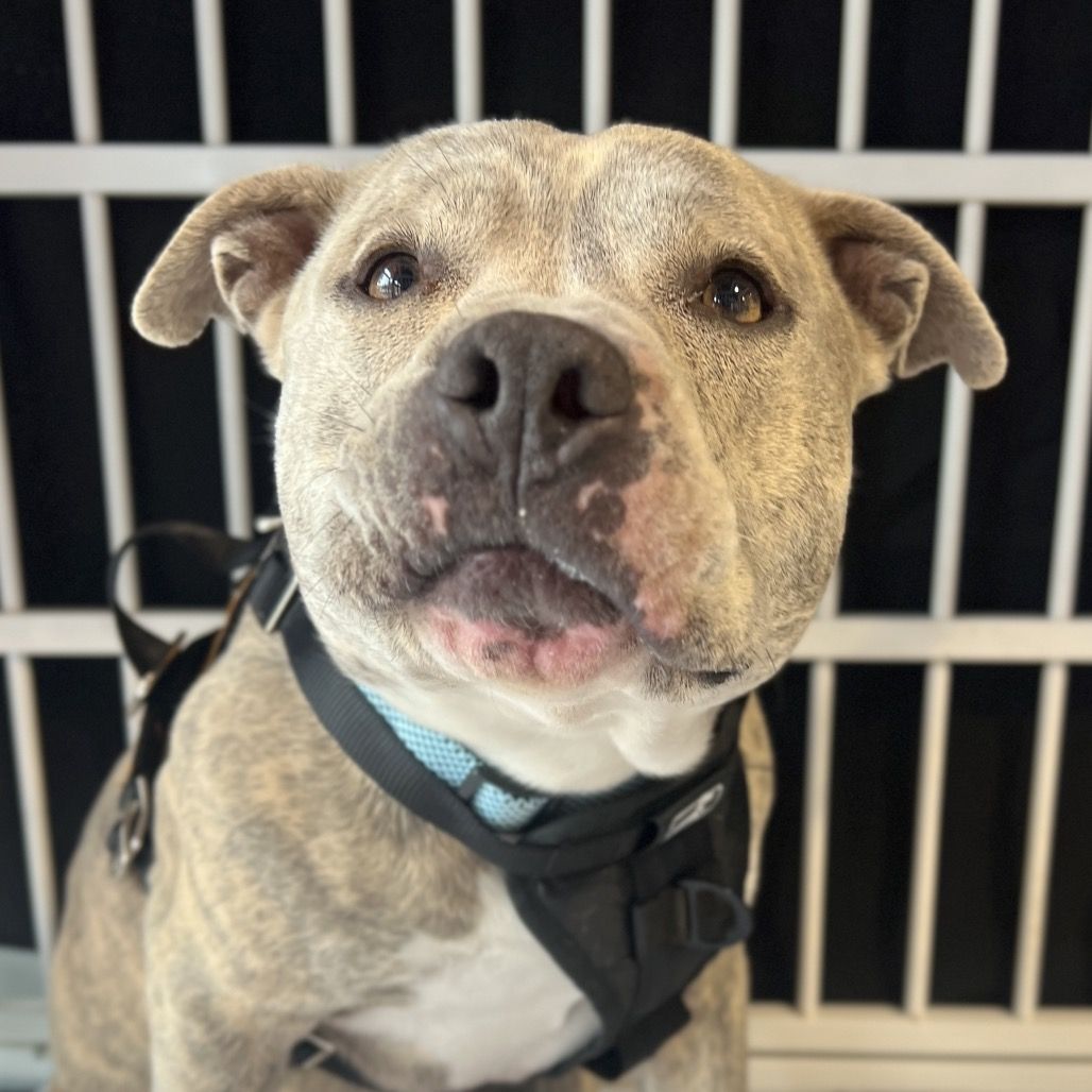 Hello my name is Espresso Bean