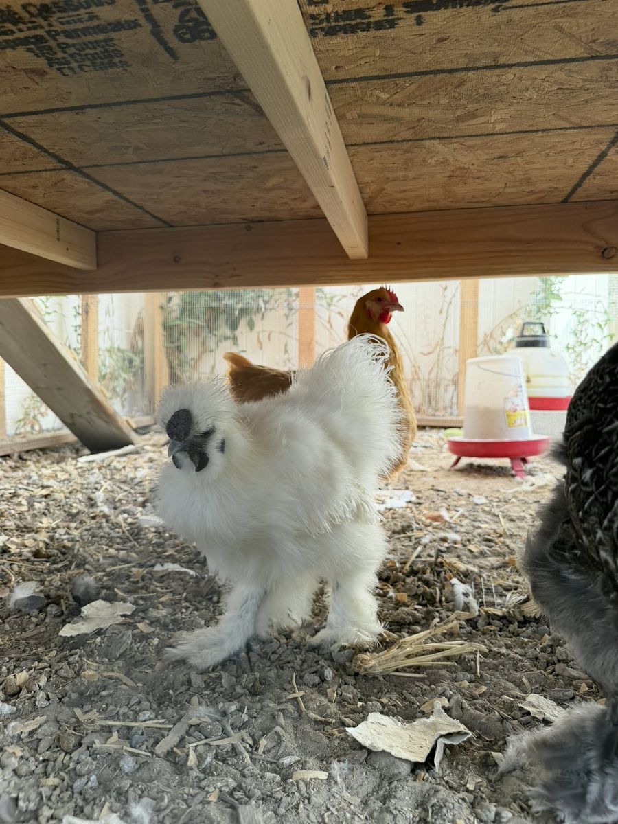 Silkie Rooster named "Cotton"