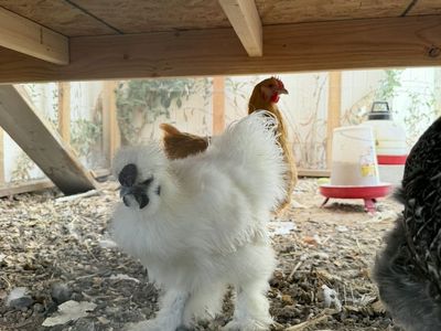 Silkie Rooster named "Cotton"