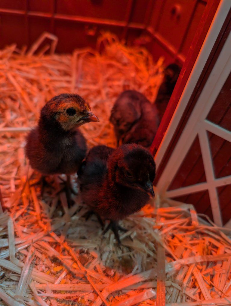 Mixed Breed Bantam Chicks