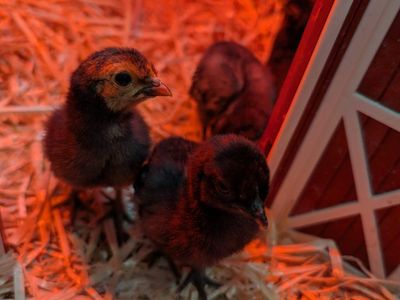 Mixed Breed Bantam Chicks