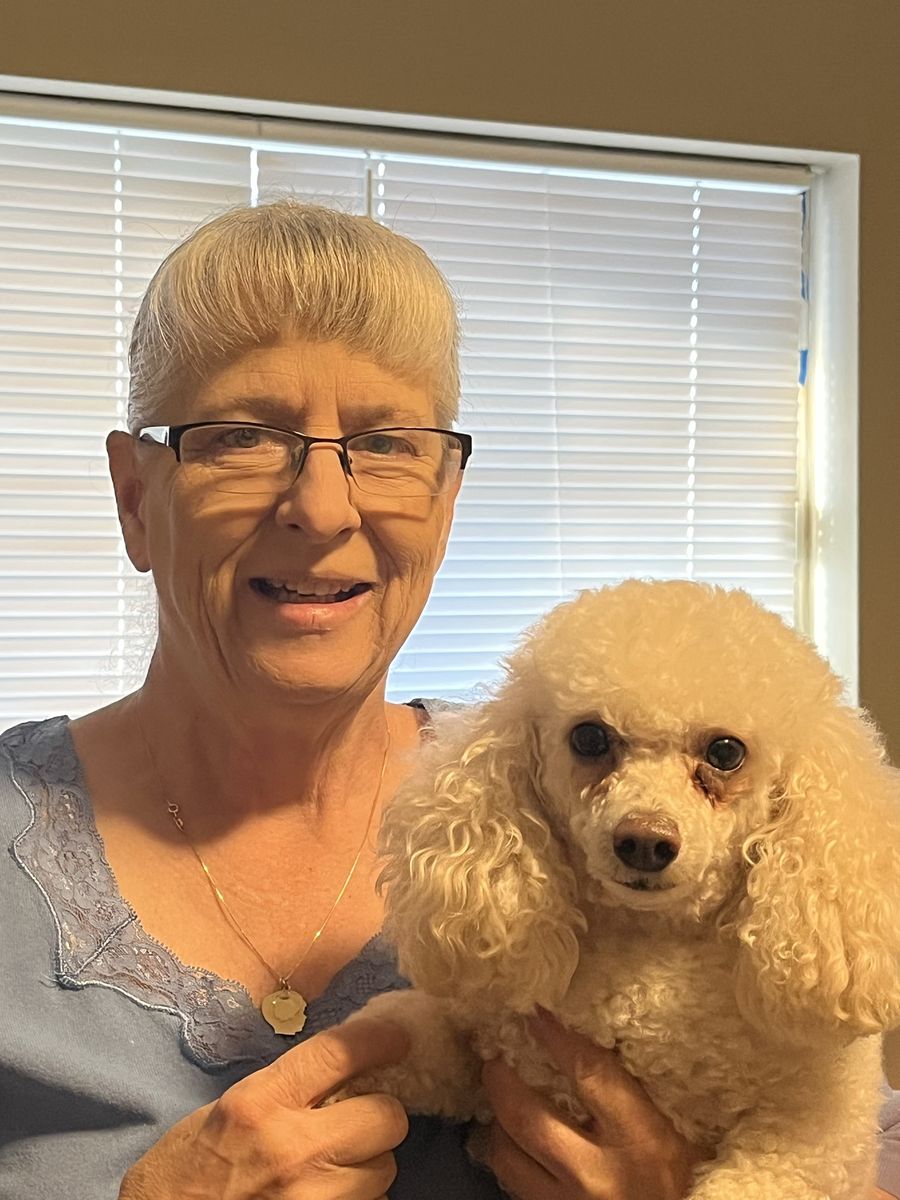 Toy poodle