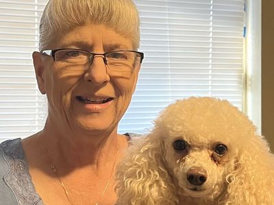 Toy poodle