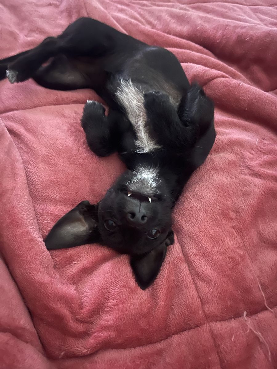 Chorkie️