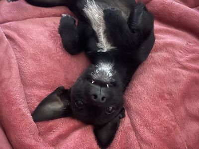 Chorkie️