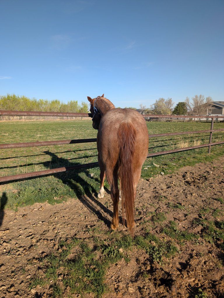 11 Year Old Grade Gelding