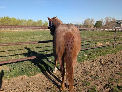 11 Year Old Grade Gelding
