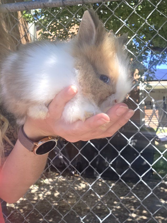 Adorable Lionhead bunnies looking for homes!