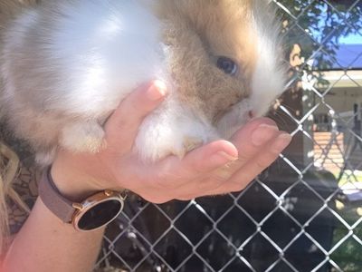 Adorable Lionhead bunnies looking for homes!