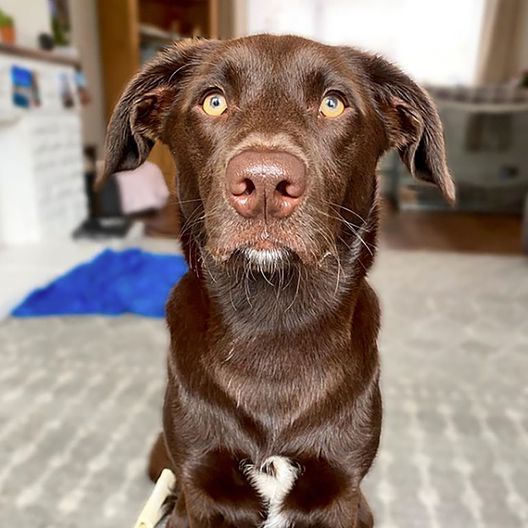 Loving and energetic 5 yr old male chocolate lab great dane mix