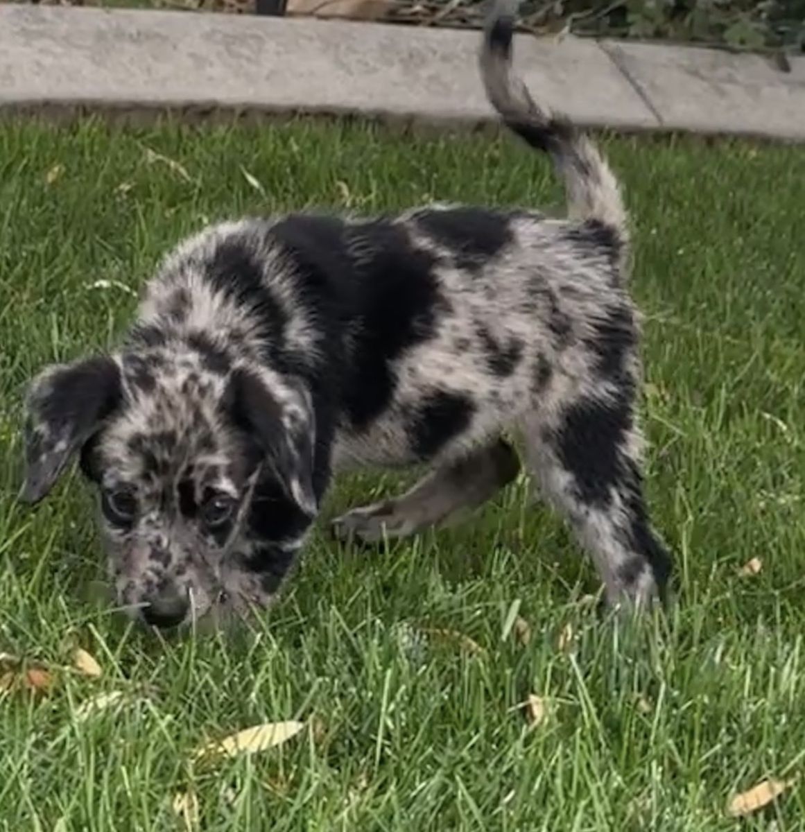 Adorable Aussiedor (Australian Shepherd × Labrador Retriever)