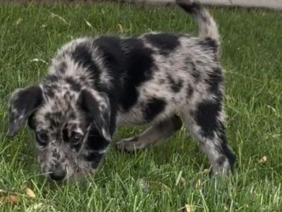 Adorable Aussiedor (Australian Shepherd × Labrador Retriever)