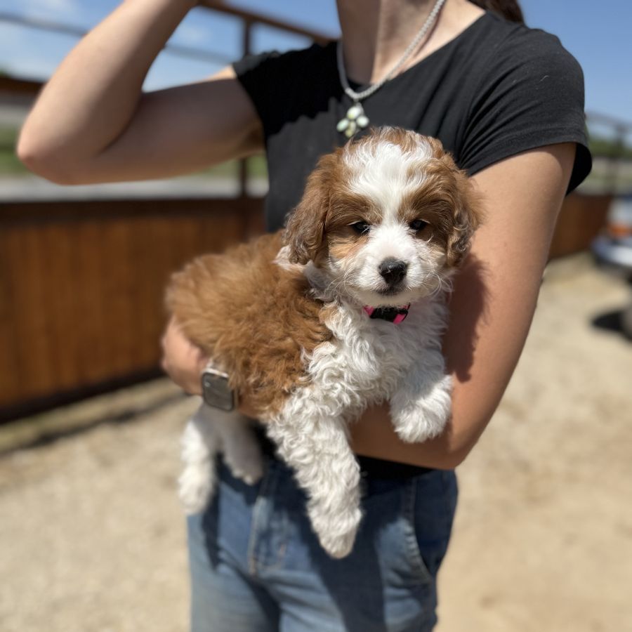 Meet Missy the  Mini Aussiedoodle!