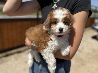 Meet Missy the Mini Aussiedoodle!
