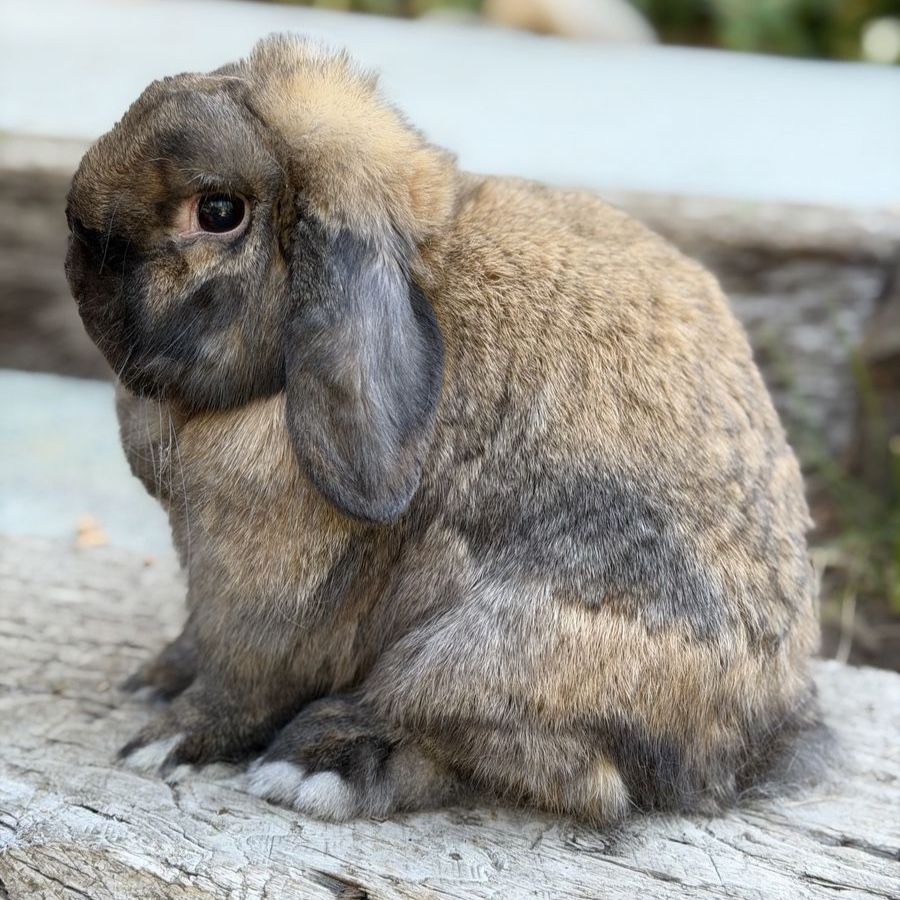 FREE Friendly Holland Lop Bunny