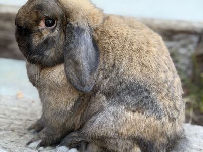 FREE Friendly Holland Lop Bunny