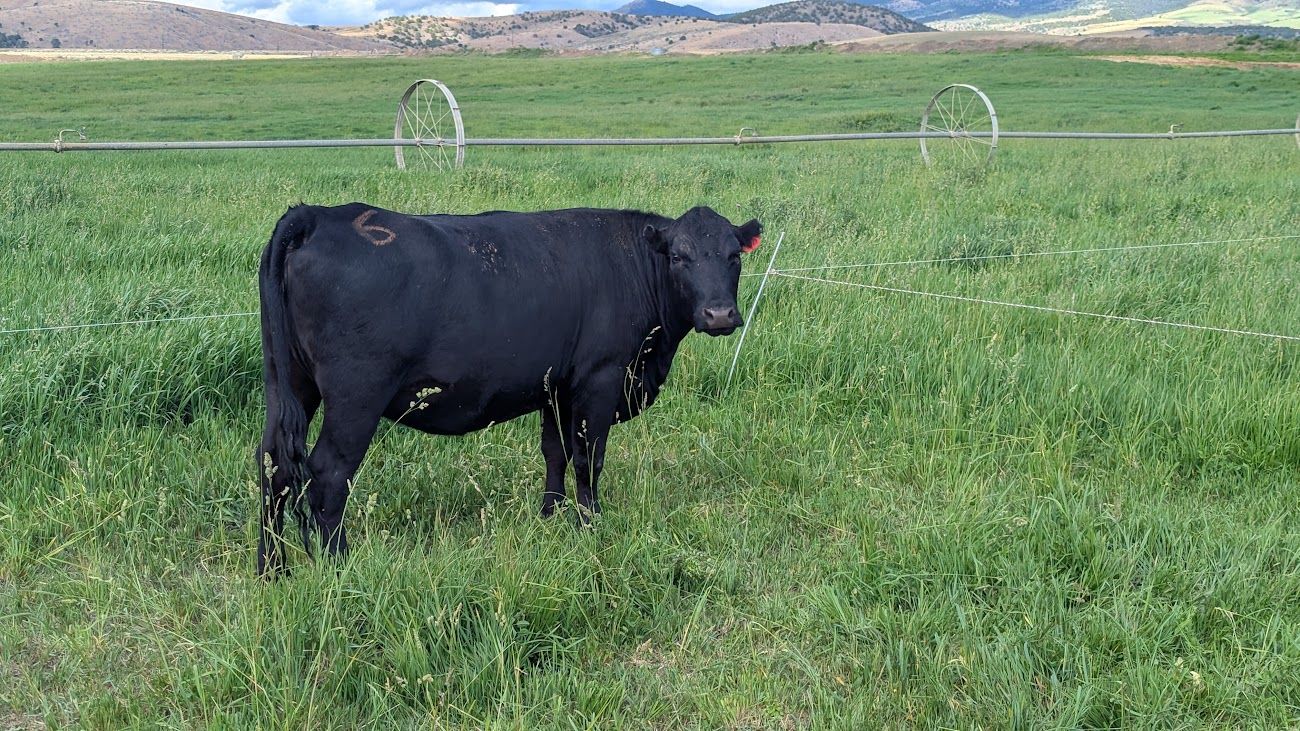 3 yr old expecting 2nd calf