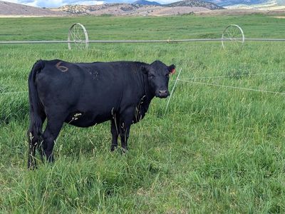 3 yr old expecting 2nd calf