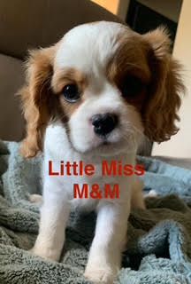 Cavalier King Charles Puppies For SALE!!