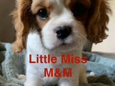 Cavalier King Charles Puppies For SALE!!