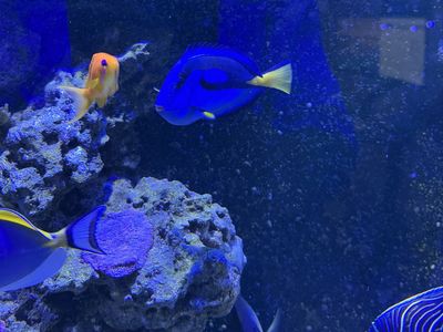 Blue, Scopas, and Chocolate Tang For Sale/Re-home