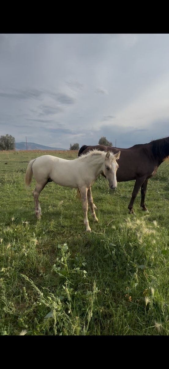 Palomino stud colt