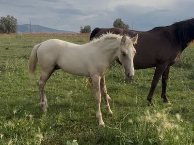 Palomino stud colt